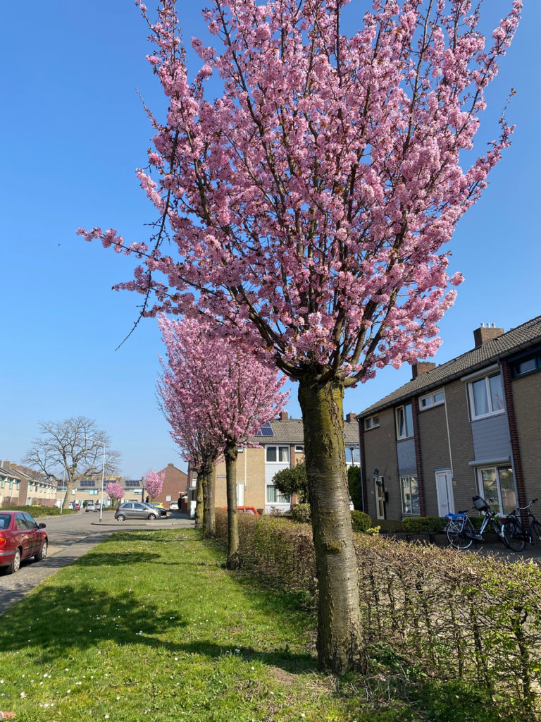 Spring street view