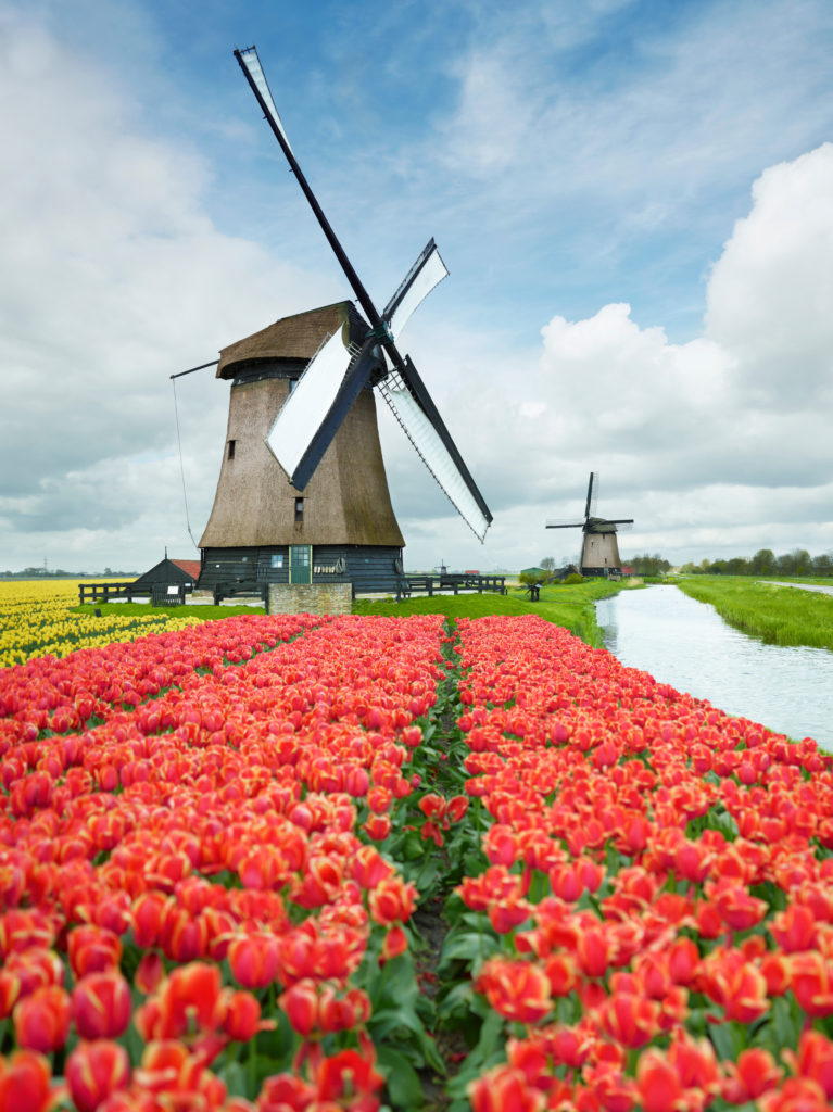 windmill and tulips