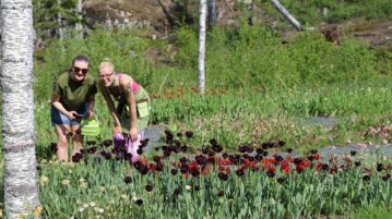 Kaksi naista seisoo kumarassa tulppaani-istutusten takana ja hymyiöevät kameralle.