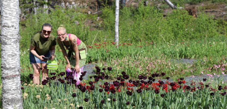 Kaksi naista seisoo kumarassa tulppaani-istutusten takana ja hymyiöevät kameralle.