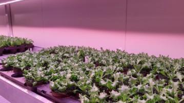 Cultivating salad in vertical farming container
