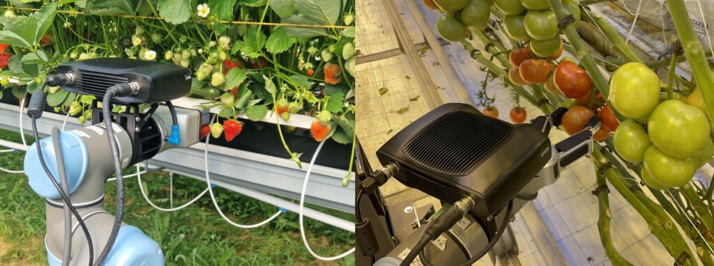 Kahdesta kuvasta koostuvassa kuvassa vasemmalla mansikanpoimintarobotin prototyyppi poimimassa mansikkaa, oikealla tomaatinpoimintarobotin prototyyppi poimimassa tomaattia.