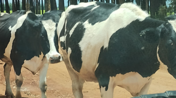 Lehmiä kenialaisella maaseudulla