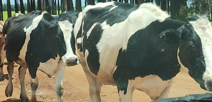 Lehmiä kenialaisella maaseudulla