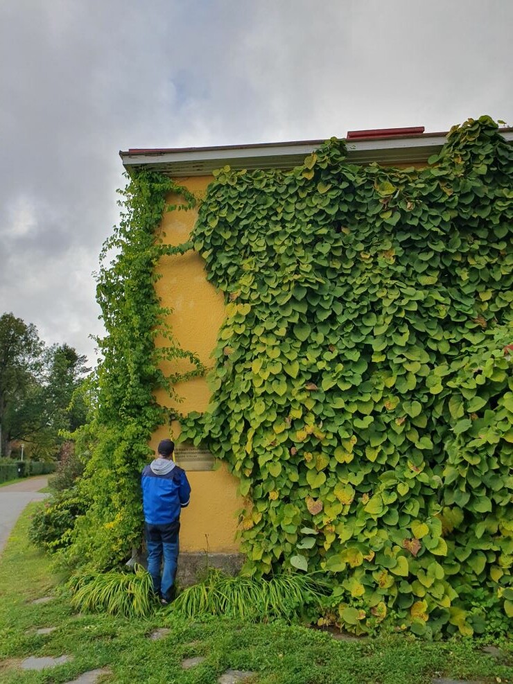 Piippuköynnöstä kasvamassa keltaista talon seinää vasten.