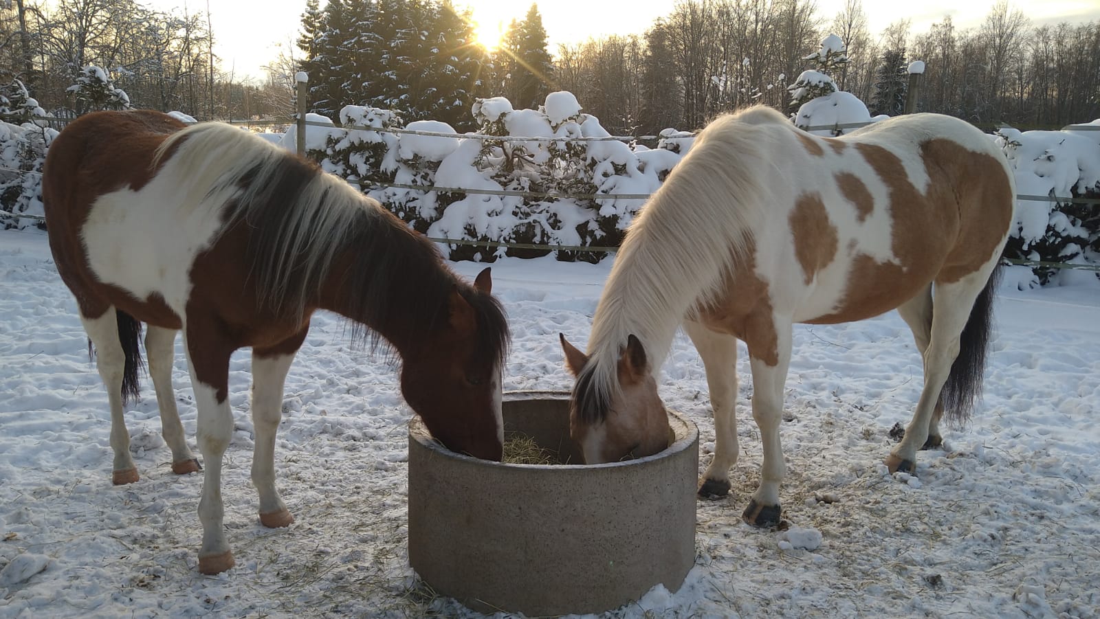 kaksi hevosta juomassa talvella