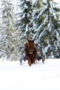 Hevonen kävelee kohti kameraa lumisessa metsässä vetäen kärryjä perässään.