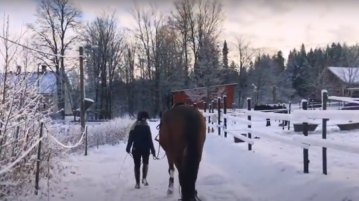 Hevonen ja ratsastaja kävelevät rinnakkain lumisen tallipihan poikki.