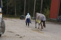 Nainen taluttaa hevosta tallin pihalla.