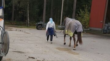 Nainen taluttaa hevosta tallin pihalla.