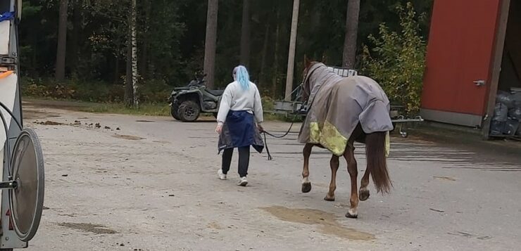 Nainen taluttaa hevosta tallin pihalla.