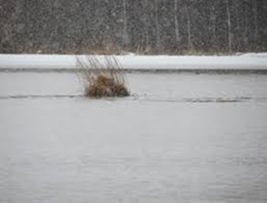 Kuvassa rannasta irronnut isosorsimolautta kellumassa keskellä järven selkää talvella, lumisateisena päivänä.