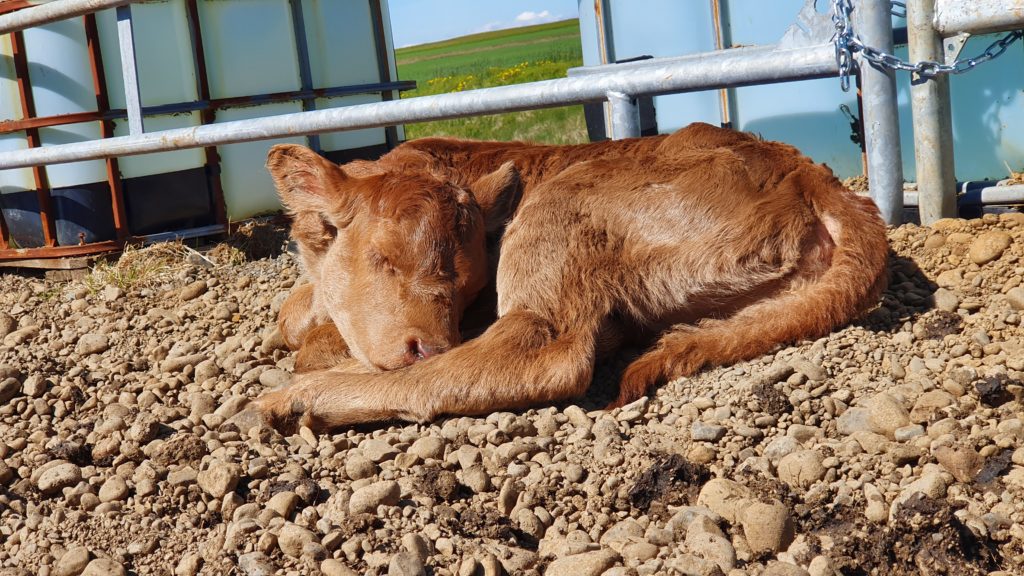 Calv sleeping in the sun